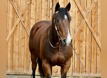 American Quarter Horse, Wallach, 15 Jahre, 157 cm, Rotbrauner
