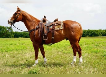 American Quarter Horse, Wallach, 15 Jahre, 157 cm, Rotfuchs
