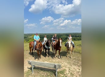 American Quarter Horse, Wallach, 15 Jahre, 157 cm, Rotfuchs