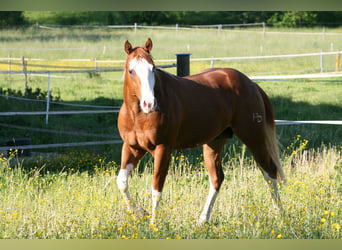 American Quarter Horse, Wallach, 15 Jahre, 158 cm, Fuchs