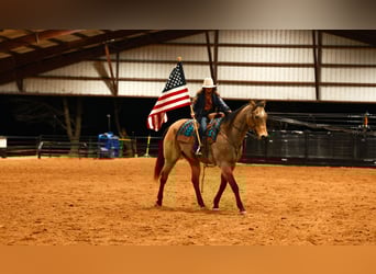 American Quarter Horse, Wallach, 15 Jahre, 160 cm, Buckskin