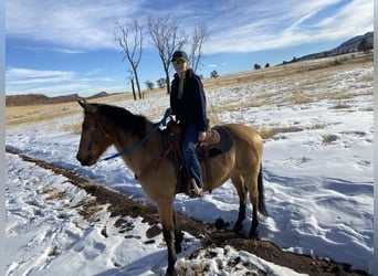 American Quarter Horse Mix, Wallach, 15 Jahre, 163 cm, Buckskin