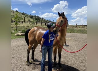 American Quarter Horse Mix, Wallach, 15 Jahre, 163 cm, Buckskin