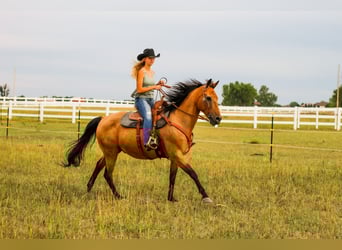 American Quarter Horse Mix, Wallach, 15 Jahre, 163 cm, Buckskin