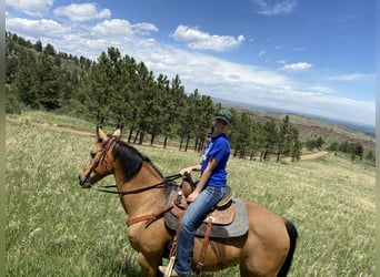 American Quarter Horse Mix, Wallach, 15 Jahre, 163 cm, Buckskin
