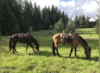 American Quarter Horse Mix, Wallach, 15 Jahre, 163 cm, Buckskin