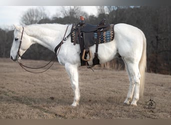 American Quarter Horse, Wallach, 15 Jahre, 173 cm, Schimmel