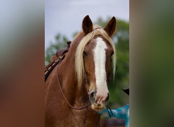 American Quarter Horse, Wallach, 15 Jahre, 175 cm, Roan-Red