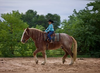 American Quarter Horse, Wallach, 15 Jahre, 175 cm, Roan-Red