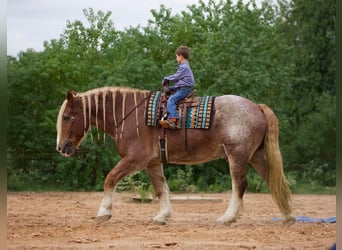 American Quarter Horse, Wallach, 15 Jahre, 175 cm, Roan-Red