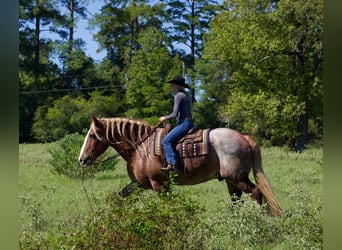 American Quarter Horse, Wallach, 15 Jahre, 175 cm, Roan-Red