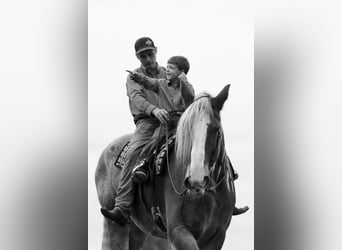 American Quarter Horse, Wallach, 15 Jahre, 175 cm, Roan-Red