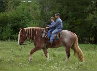 American Quarter Horse, Wallach, 15 Jahre, 175 cm, Roan-Red