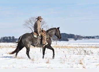 American Quarter Horse, Wallach, 15 Jahre, Blauschimmel