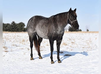 American Quarter Horse, Wallach, 15 Jahre, Blauschimmel