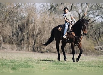 American Quarter Horse, Wallach, 15 Jahre, Brauner