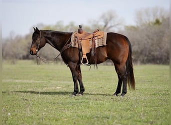 American Quarter Horse, Wallach, 15 Jahre, Brauner