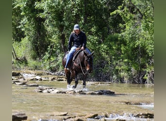 American Quarter Horse, Wallach, 15 Jahre, Brauner