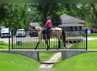 American Quarter Horse, Wallach, 15 Jahre, Buckskin