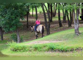 American Quarter Horse, Wallach, 15 Jahre, Buckskin