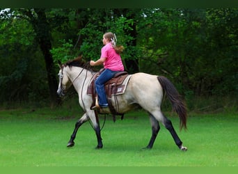 American Quarter Horse, Wallach, 15 Jahre, Buckskin