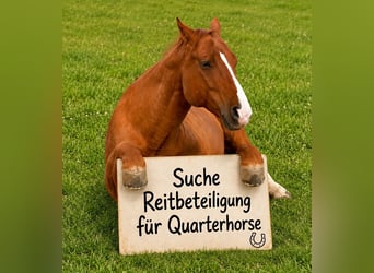 American Quarter Horse, Wallach, 15 Jahre, Fuchs