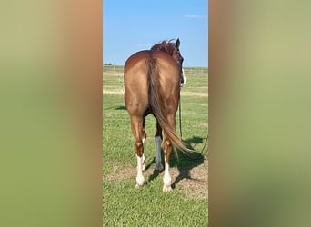 American Quarter Horse, Wallach, 15 Jahre, Overo-alle-Farben