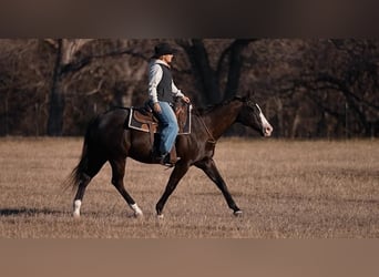 American Quarter Horse Mix, Wallach, 15 Jahre, Rappe