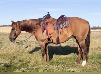 American Quarter Horse, Wallach, 15 Jahre, Red Dun