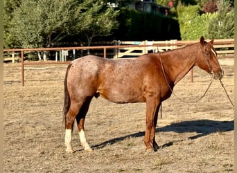 American Quarter Horse, Wallach, 15 Jahre, Roan-Red