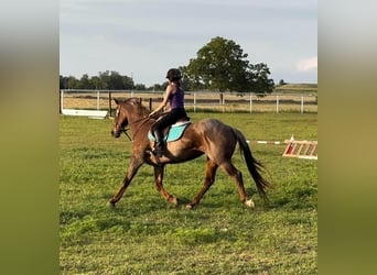 American Quarter Horse, Wallach, 15 Jahre, Roan-Red