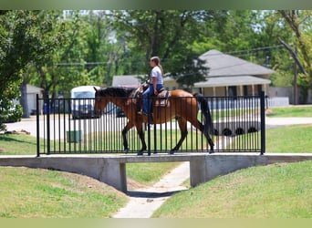 American Quarter Horse, Wallach, 15 Jahre, Rotbrauner