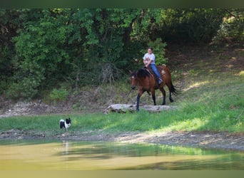 American Quarter Horse, Wallach, 15 Jahre, Rotbrauner