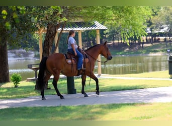 American Quarter Horse, Wallach, 15 Jahre, Rotbrauner