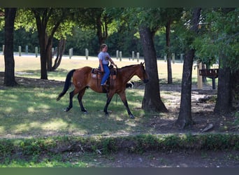 American Quarter Horse, Wallach, 15 Jahre, Rotbrauner