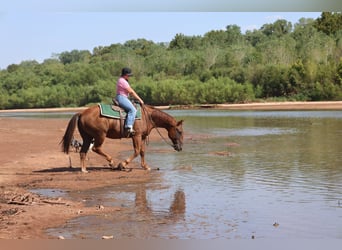 American Quarter Horse, Wallach, 15 Jahre, Rotfuchs