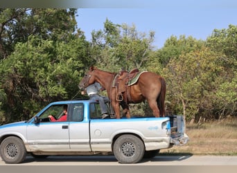 American Quarter Horse, Wallach, 15 Jahre, Rotfuchs