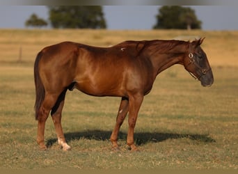 American Quarter Horse, Wallach, 15 Jahre, Rotfuchs