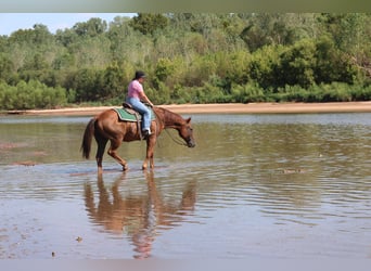 American Quarter Horse, Wallach, 15 Jahre, Rotfuchs