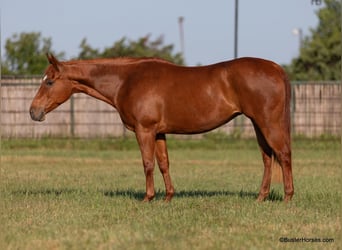 American Quarter Horse, Wallach, 15 Jahre, Rotfuchs