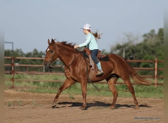 American Quarter Horse, Wallach, 15 Jahre, Rotfuchs