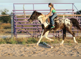 American Quarter Horse, Wallach, 15 Jahre, Tobiano-alle-Farben