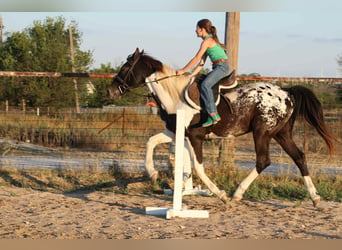 American Quarter Horse, Wallach, 15 Jahre, Tobiano-alle-Farben
