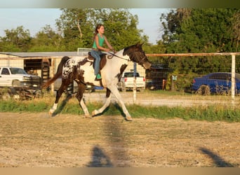 American Quarter Horse, Wallach, 15 Jahre, Tobiano-alle-Farben