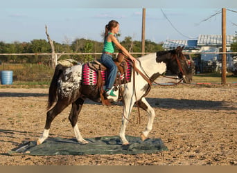 American Quarter Horse, Wallach, 15 Jahre, Tobiano-alle-Farben