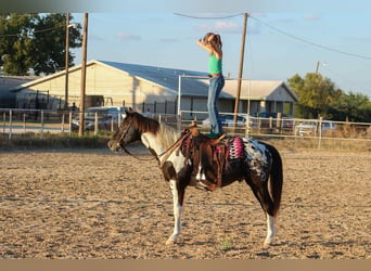American Quarter Horse, Wallach, 15 Jahre, Tobiano-alle-Farben