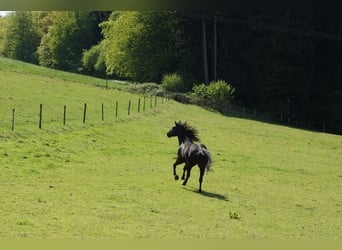 American Quarter Horse, Wallach, 15 Jahre