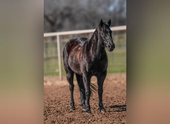 American Quarter Horse, Wallach, 16 Jahre, 140 cm, Rappe