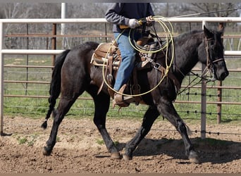 American Quarter Horse, Wallach, 16 Jahre, 140 cm, Rappe