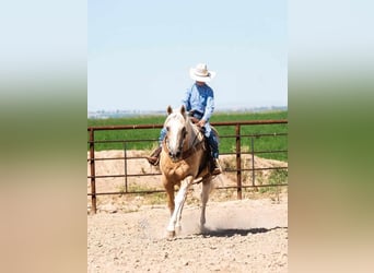 American Quarter Horse Mix, Wallach, 16 Jahre, 142 cm, Palomino